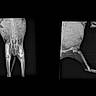 x_ray, veterinary, animal, cat, dog, pelvis, hind_legs, rear_limbs, skeleton, bones, spine, abdomen, hip_joints, knees, ankles, radiograph, medical_imaging, diagnostic, side_view, frontal_view