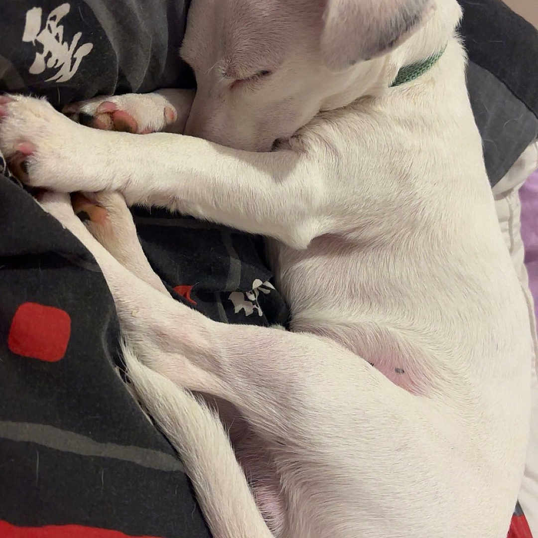 Arlo