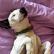 Arlo participe au concours pour gagner de l'argent avec cette photo : animal, canine, collar, comfort, cozy, cute, dog, domestic_animal, fur, indoor, nap, paw, peaceful, pet, purple_blanket, relaxed, resting, sleeping, soft_texture, white_dog