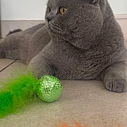 Thanos a rejoint le concours — aidez-le/la à gagner de superbes lots ! animal, cat, closeup, curious, domestic_cat, ears, feather_toy, feline, floor, gray_cat, green_feather, indoor, orange_feather, paws, pet, playful, relaxed, side_view, toy, whiskers