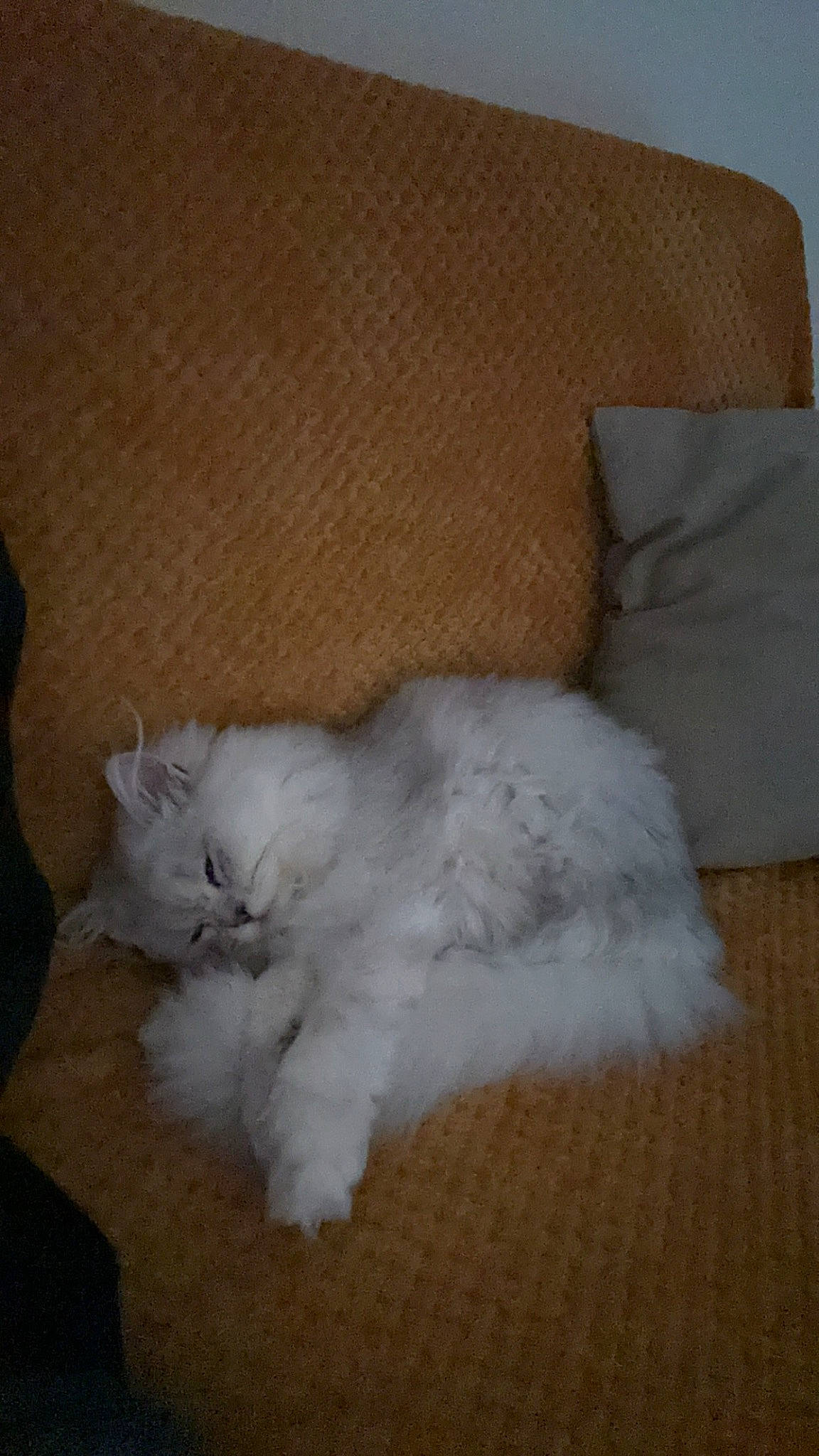 Kiwi a rejoint le concours — aidez-le/la à gagner de superbes lots ! carnivore, cat, comfort, felidae, flooring, fur, grey, hardwood, paw, room, small_to_medium_sized_cats, tail, whiskers