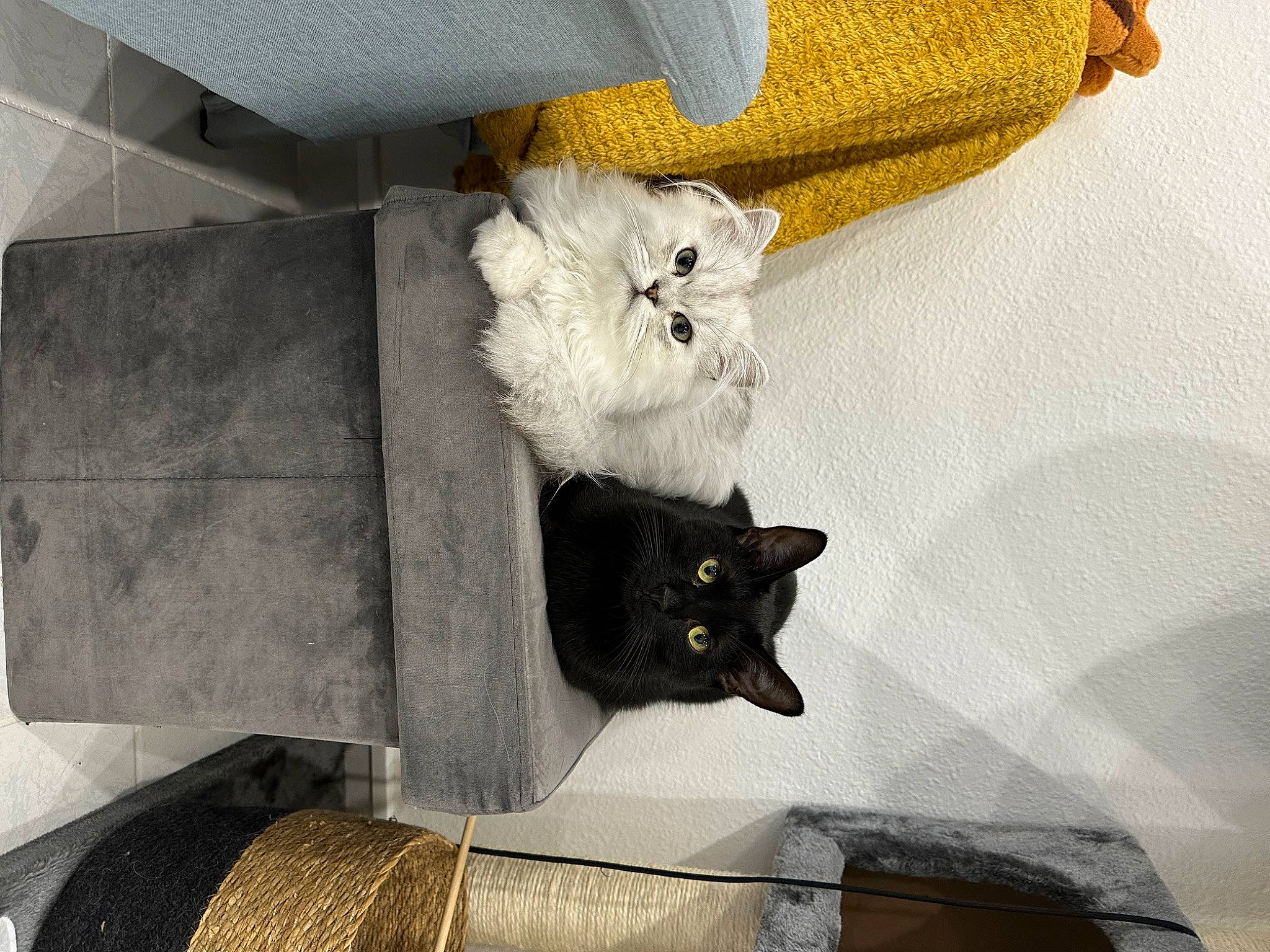 Kiwi a rejoint le concours — aidez-le/la à gagner de superbes lots ! black_cat, carnivore, cat, chair, comfort, couch, domestic_short_haired_cat, felidae, flooring, fur, grey, hardwood, linens, room, sitting, small_to_medium_sized_cats, tail, tree, whiskers, wood