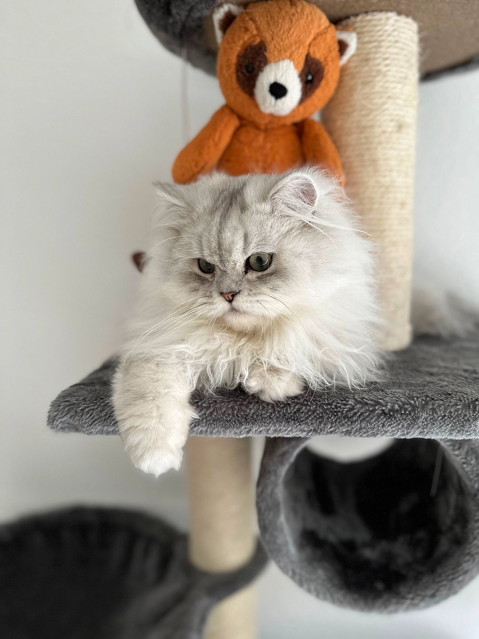 Kiwi participe au concours pour gagner de l'argent avec cette photo : art, carnivore, cat, claw, couch, fashion_accessory, fawn, felidae, fur, paw, peach, small_to_medium_sized_cats, snout, stuffed_toy, tail, terrestrial_animal, toy, whiskers, white, working_animal