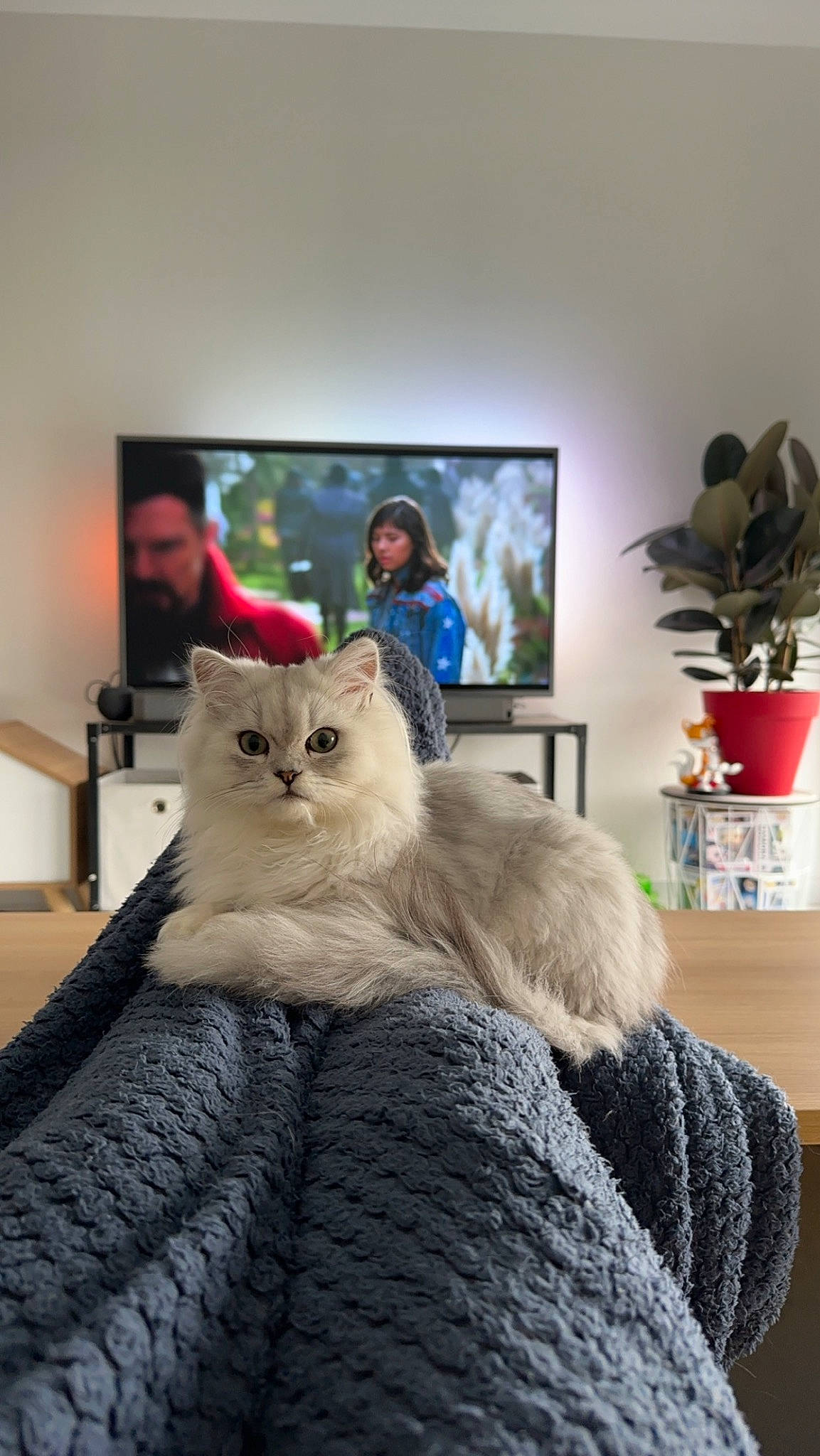 Kiwi a rejoint le concours — aidez-le/la à gagner de superbes lots ! carnivore, cat, comfort, companion_dog, domestic_short_haired_cat, fawn, felidae, flooring, flowerpot, fur, grey, houseplant, picture_frame, plant, room, sitting, small_to_medium_sized_cats, tail, whiskers, wood