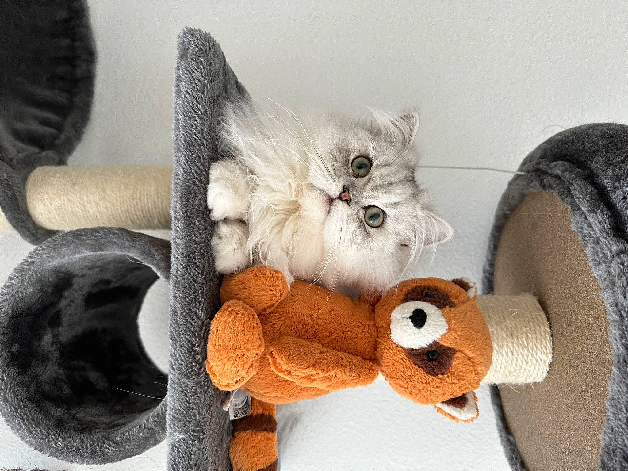 Kiwi a rejoint le concours — aidez-le/la à gagner de superbes lots ! art, basket, carnivore, cat, cat_bed, cat_supply, comfort, couch, fawn, felidae, fur, grey, small_to_medium_sized_cats, snout, stuffed_toy, tail, toy, whiskers, wood, wool