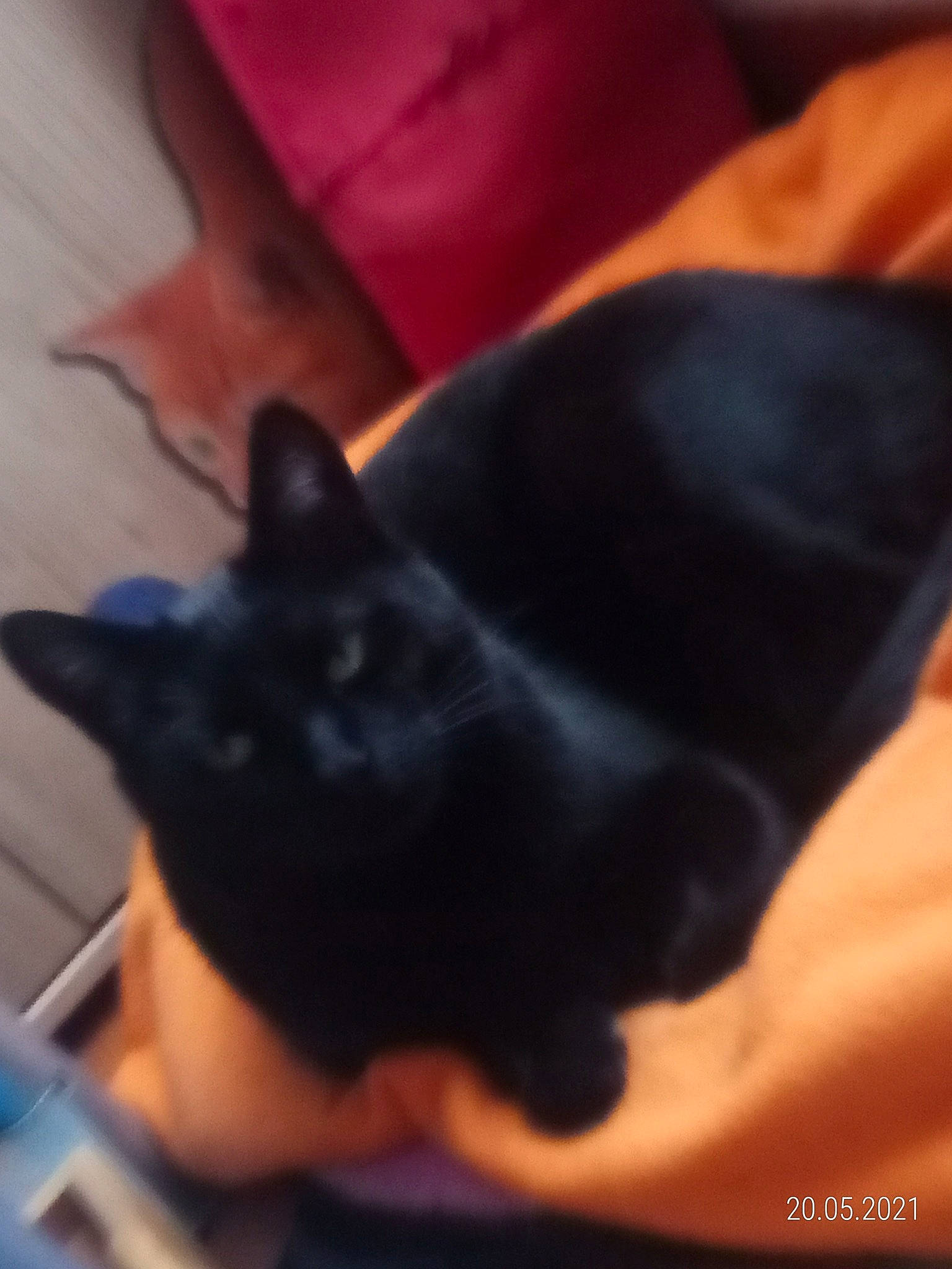 Gysmo a rejoint le concours — aidez-le/la à gagner de superbes lots ! black_cat, canidae, carmine, carnivore, cat, comfort, dog_breed, elbow, electric_blue, fawn, felidae, fur, gesture, human_leg, nail, sky, small_to_medium_sized_cats, snout, tail, whiskers