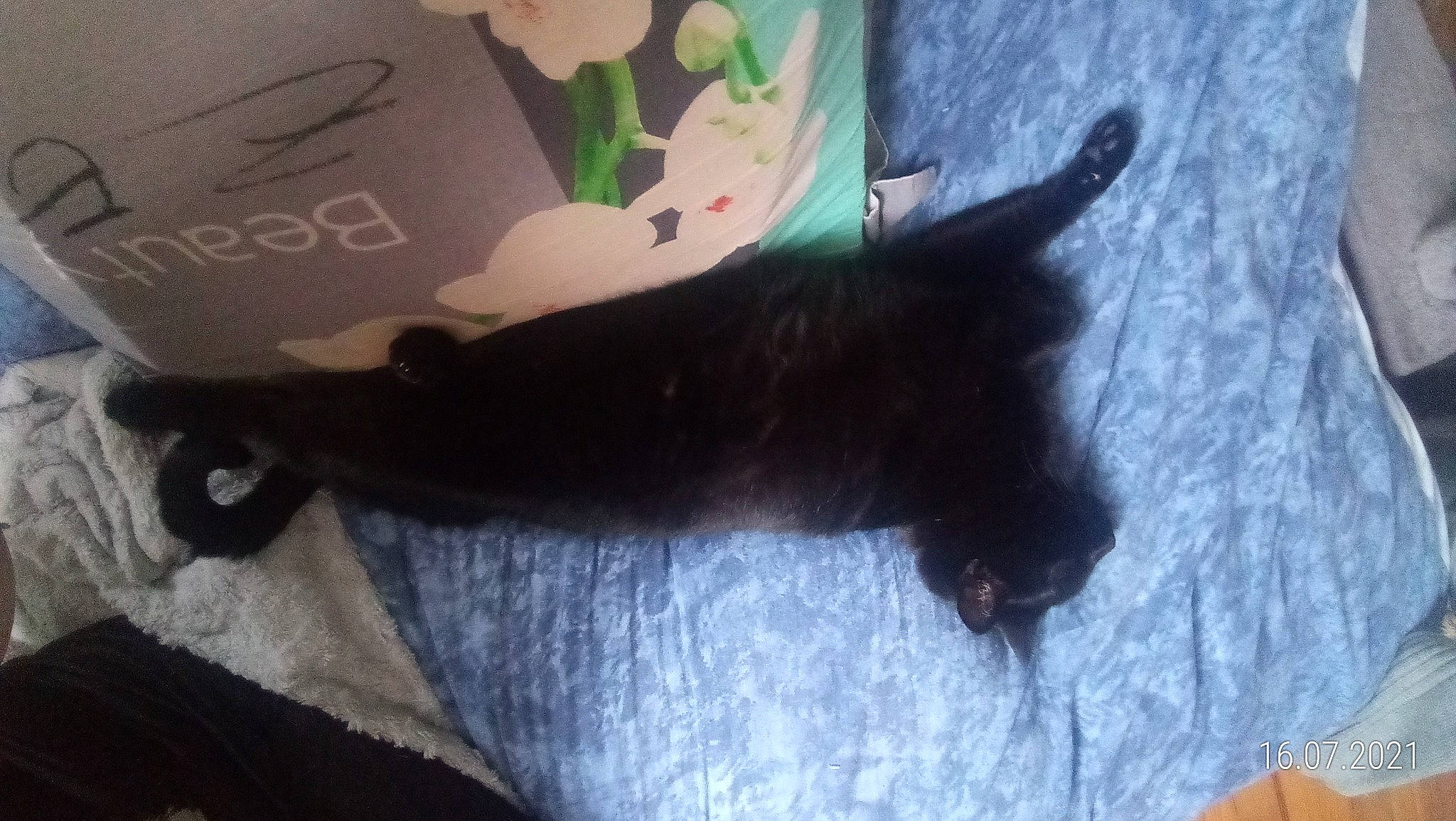 Gysmo participe au concours pour gagner de l'argent avec cette photo : black_cat, canidae, carnivore, cat, claw, dog_breed, domestic_short_haired_cat, fashion_accessory, felidae, fur, grey, mammal, paw, sleeve, small_to_medium_sized_cats, snout, stuffed_toy, tail, vertebrate, whiskers