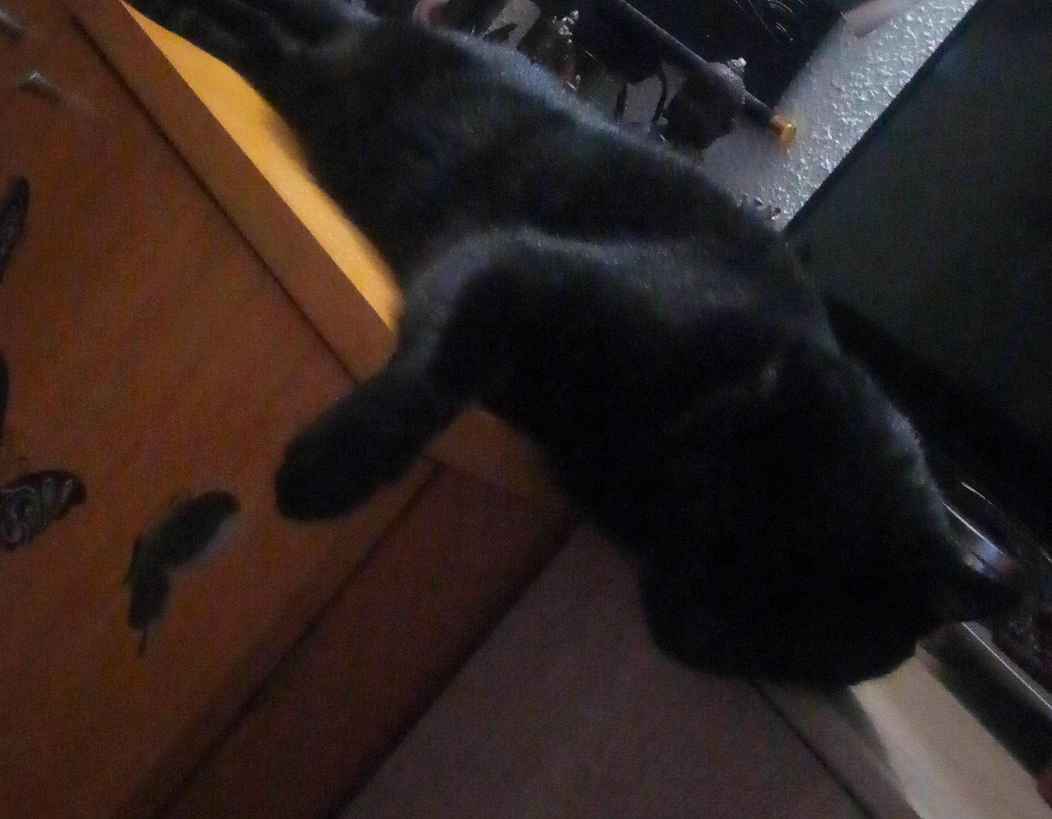 Gysmo participe au concours pour gagner de l'argent avec cette photo : black_cat, carnivore, cat, claw, dog_breed, felidae, floor, flooring, fur, hardwood, human_leg, mammal, small_to_medium_sized_cats, snout, sporting_group, tail, varnish, whiskers, wood, wood_stain