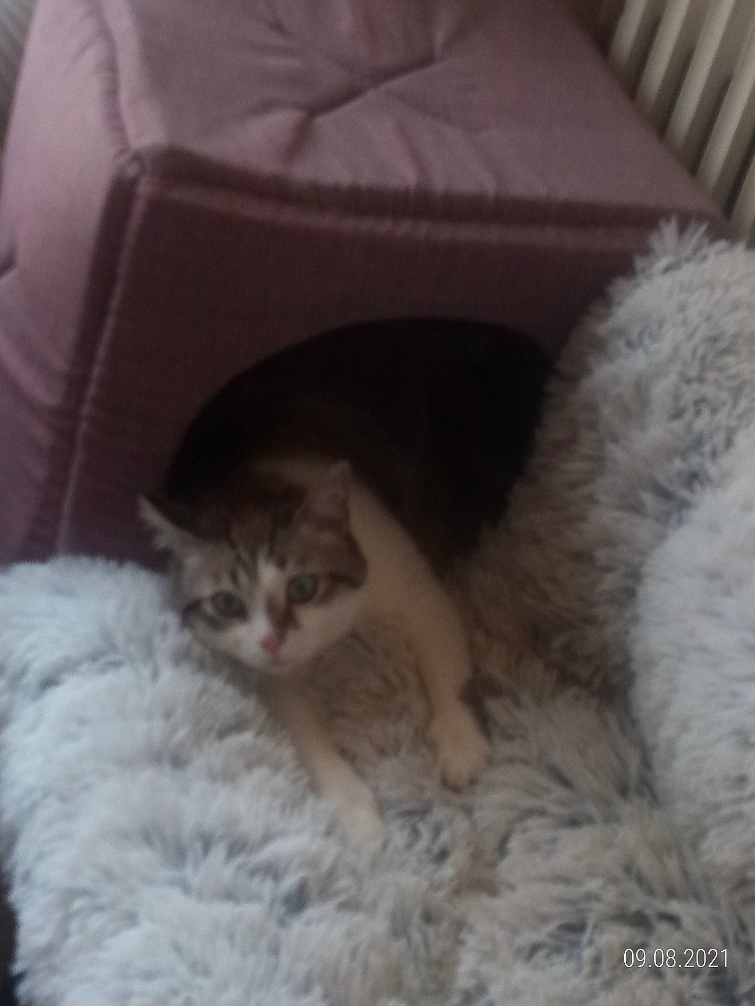 Neo a rejoint le concours — aidez-le/la à gagner de superbes lots ! bed, bed_sheet, bedding, carnivore, cat, cat_bed, comfort, couch, domestic_short_haired_cat, fawn, felidae, fur, grey, linens, nap, paw, small_to_medium_sized_cats, snout, tail, whiskers