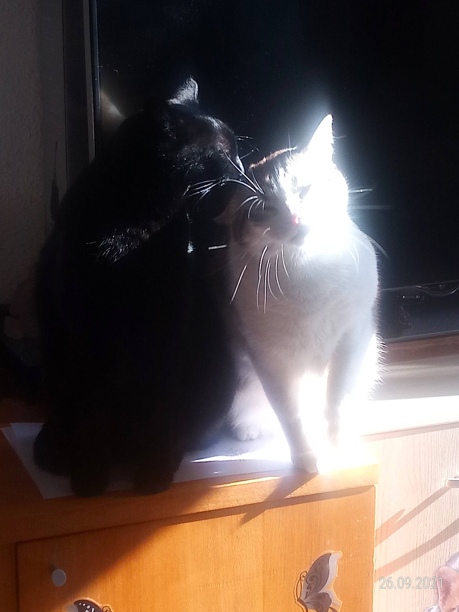 Neo participe au concours pour gagner de l'argent avec cette photo : backlighting, black_cat, carnivore, cat, darkness, domestic_short_haired_cat, felidae, flooring, fur, hardwood, light, room, small_to_medium_sized_cats, snout, tail, tints_and_shades, watch, whiskers, window, wood