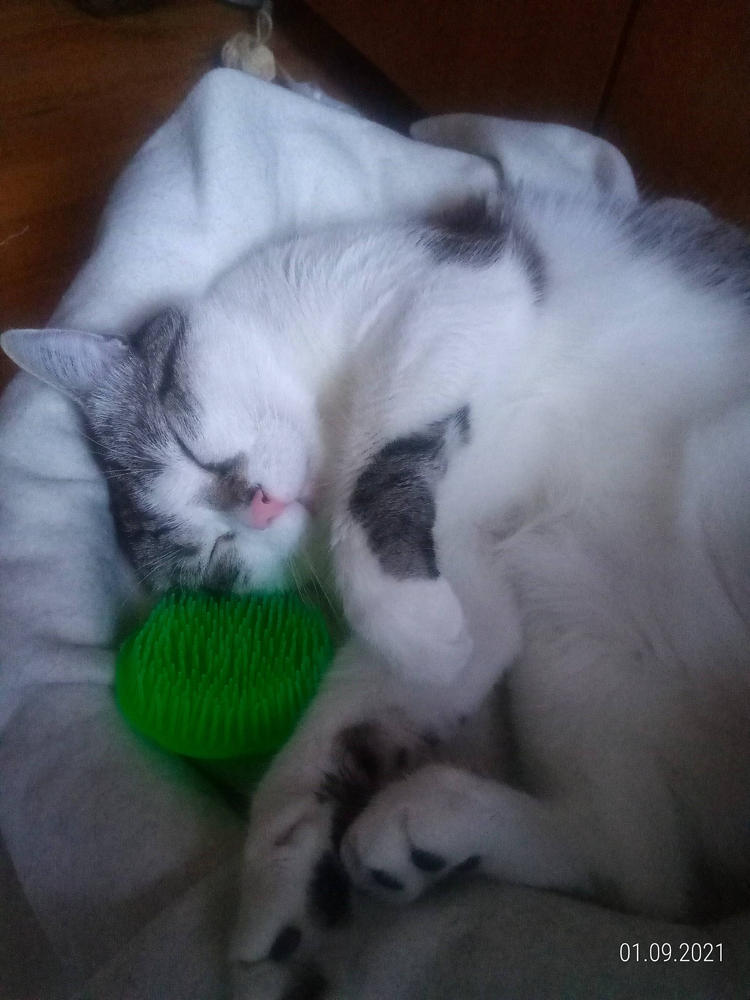 Neo a rejoint le concours — aidez-le/la à gagner de superbes lots ! canidae, carnivore, cat, cat_bed, cat_supply, claw, comfort, companion_dog, domestic_short_haired_cat, felidae, fur, nap, paw, puppy, small_to_medium_sized_cats, tail, whiskers