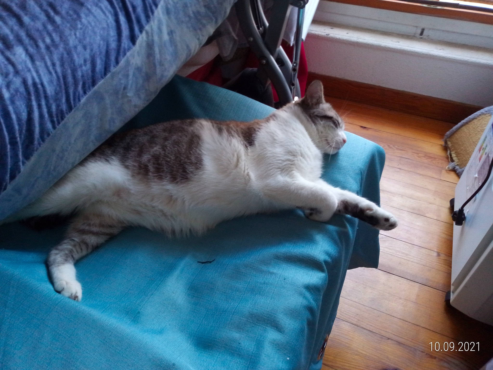 Neo participe au concours pour gagner de l'argent avec cette photo : carnivore, cat, comfort, dog_breed, domestic_short_haired_cat, felidae, flooring, fur, hardwood, linens, nap, paw, room, small_to_medium_sized_cats, sporting_group, tail, whiskers, wood, wood_flooring