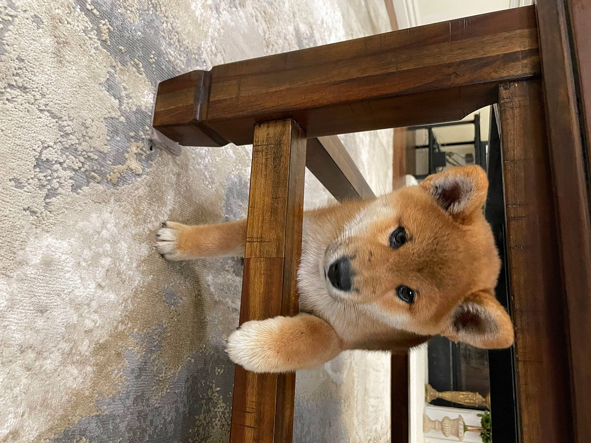 Joon Aka Joonie is registered to the contest to win money with this photo: baby_toys, bear, canidae, carnivore, fawn, fur, hardwood, plush, snout, stuffed_toy, table, teddy_bear, terrestrial_animal, toy, window, wood