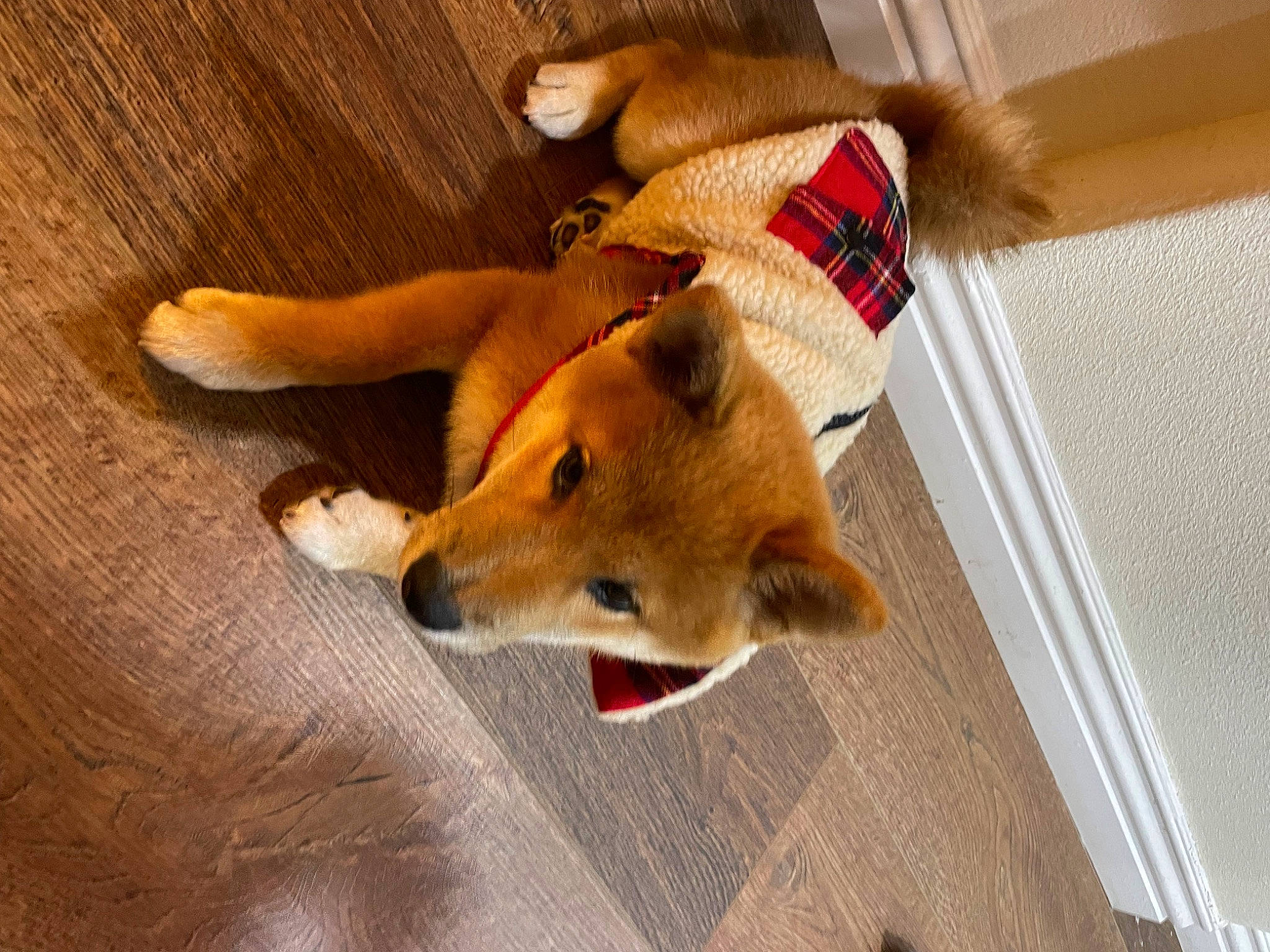 Joon Aka Joonie joined the competition — help win amazing prizes! canidae, carnivore, collar, comfort, companion_dog, dog, dog_breed, dog_supply, fawn, floor, flooring, fur, hardwood, paw, spitz, sporting_group, tail, varnish, wood, working_animal