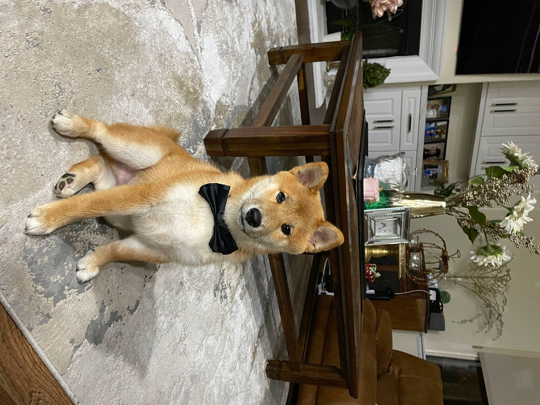 Joon Aka Joonie is registered to the contest to win money with this photo: canidae, carnivore, companion_dog, dog, dog_breed, fawn, flooring, fur, hardwood, paw, plant, room, snout, sporting_group, stuffed_toy, tail, toy, window, wood, working_animal