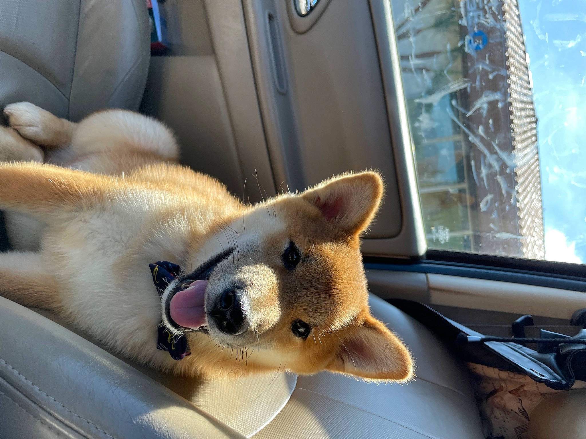 Joon Aka Joonie joined the competition — help win amazing prizes! auto_part, canidae, car_seat_cover, carnivore, collar, companion_dog, dog, dog_breed, fawn, fur, hood, snout, sporting_group, tail, terrestrial_animal, vehicle, vehicle_door, whiskers, window, working_animal