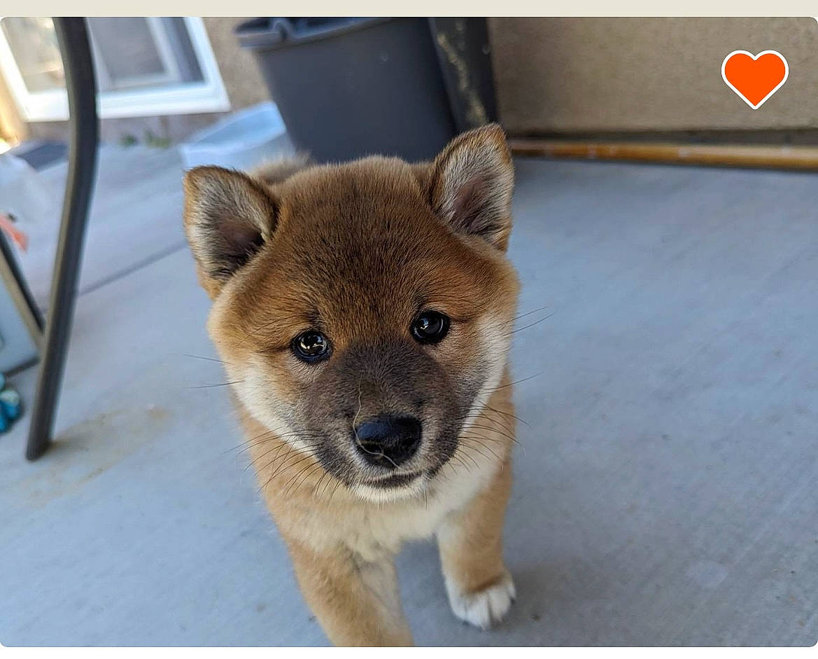 Joon Aka Joonie joined the competition — help win amazing prizes! ancient_dog_breeds, canidae, canis, carnivore, collar, companion_dog, dog, dog_breed, fawn, fur, handwriting, non_sporting_group, rectangle, snout, terrestrial_animal, whiskers, wildlife