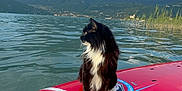 Percy participe au concours pour gagner de l'argent avec cette photo : adventure, animal, black_and_white, calm, cat, clouds, daytime, floating, lake, mountains, nature, outdoor, paddleboard, pet, reflection, scenic, serene, sky, water, wildlife