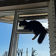 Percy a rejoint le concours — aidez-le/la à gagner de superbes lots ! animal, balancing, black_and_white, cat, curious, daylight, feline, house, nature, open_window, outdoor, perched, pet, quiet, residential, silhouette, sky, sunlight, tree, window