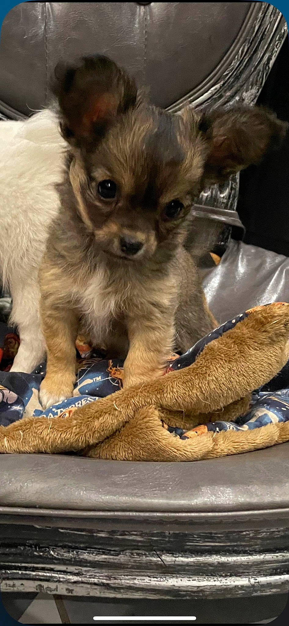 Dalida a rejoint le concours — aidez-le/la à gagner de superbes lots ! carnivore, chihuahua, claw, companion_dog, corgi_chihuahua, dog, dog_breed, dog_supply, fawn, felidae, fur, liver, paw, russkiy_toy, small_terrier, sporting_group, terrestrial_animal, toy_dog, whiskers, working_animal