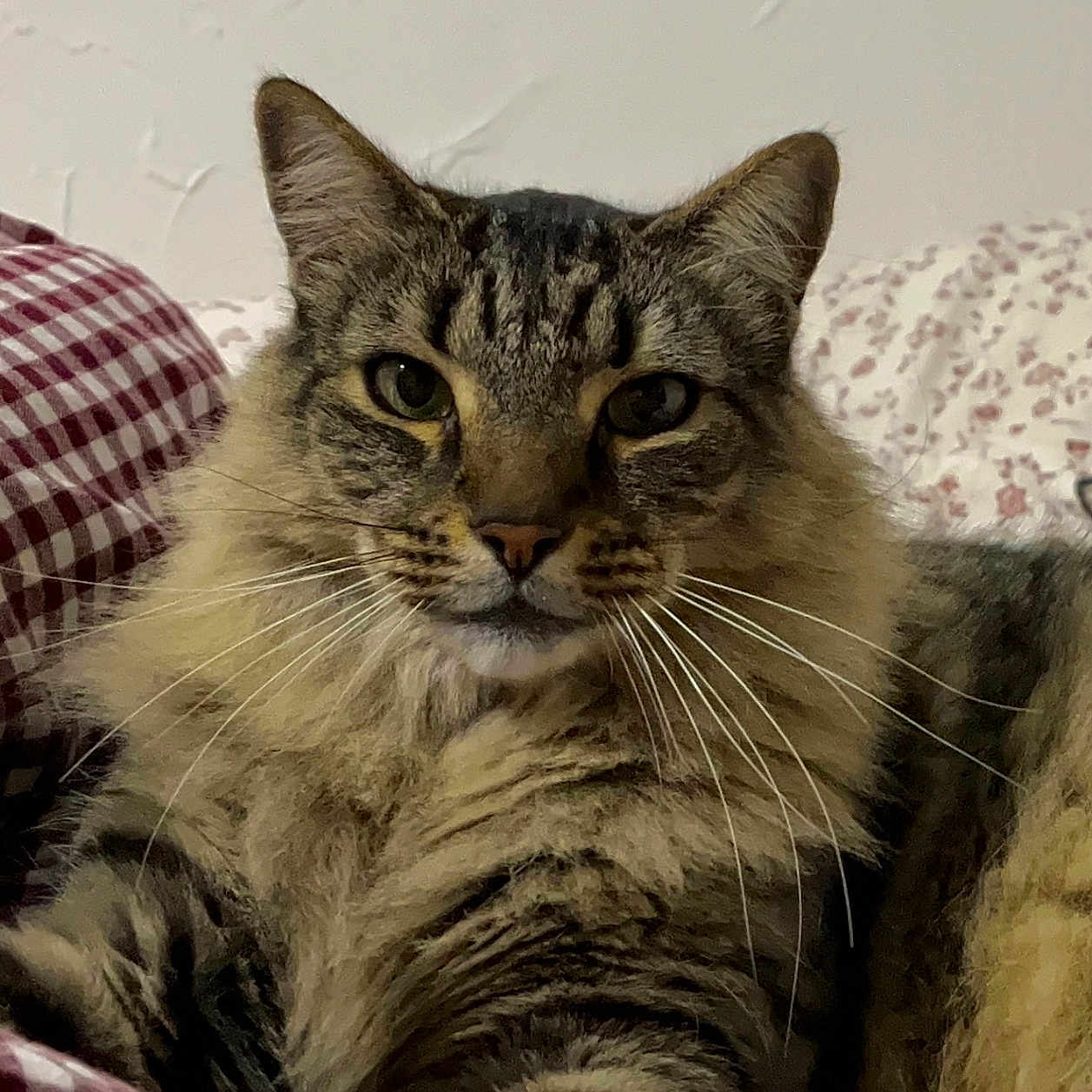 Bounty a rejoint le concours — aidez-le/la à gagner de superbes lots ! animal, bed, blanket, cat, closeup, cozy, cute, domestic, feline, fluffy, fur, indoor, mammal, pet, portrait, relaxed, resting, striped, tabby, whiskers