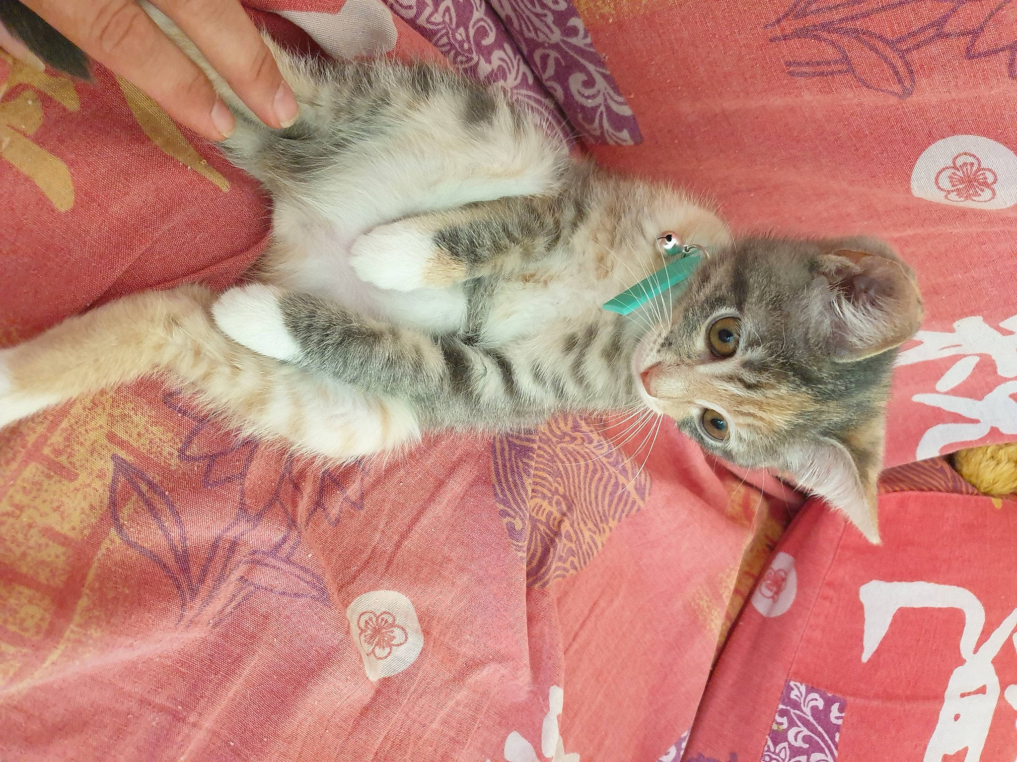 Ruby a rejoint le concours — aidez-le/la à gagner de superbes lots ! canidae, carnivore, cat, claw, comfort, domestic_short_haired_cat, fawn, felidae, fur, hug, lap, nail, nap, paw, plant, small_to_medium_sized_cats, tail, whiskers