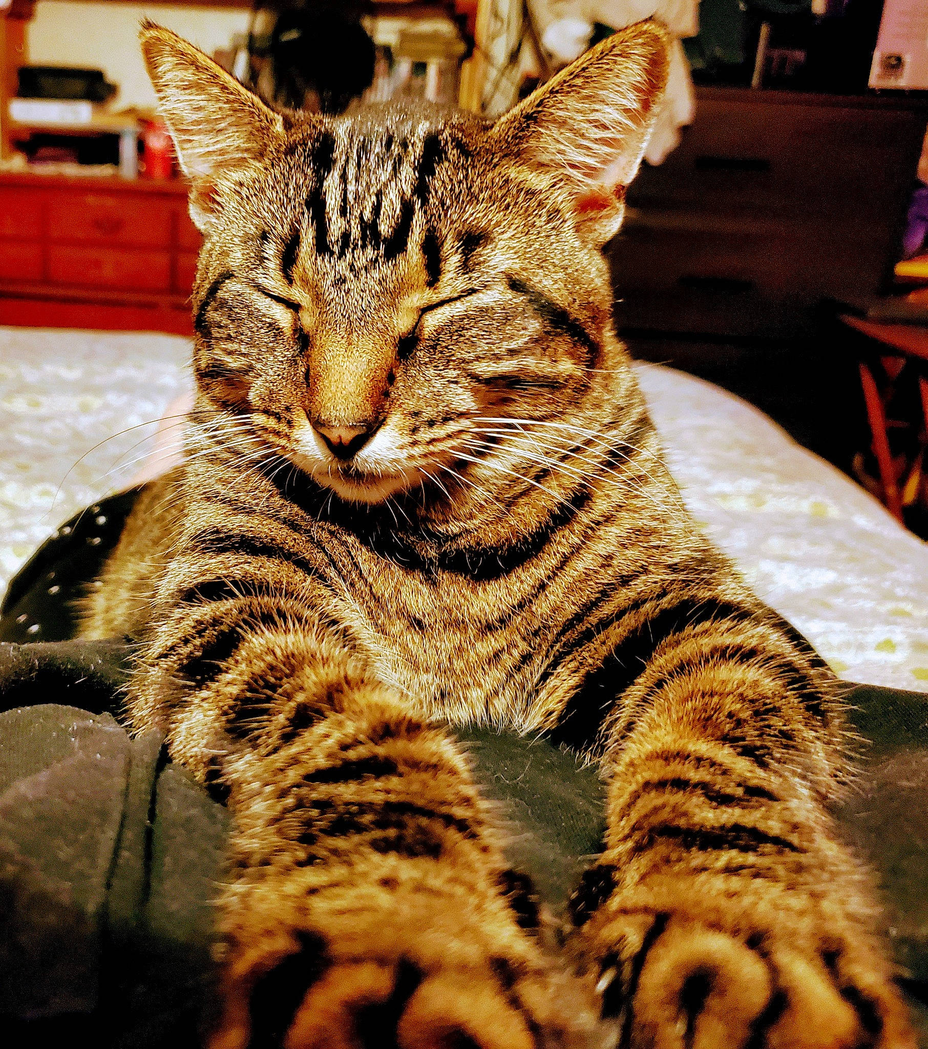 Jarvis is registered to the contest to win money with this photo: carnivore, cat, chair, felidae, fur, sitting, small_to_medium_sized_cats, snout, terrestrial_animal, whiskers, wildlife