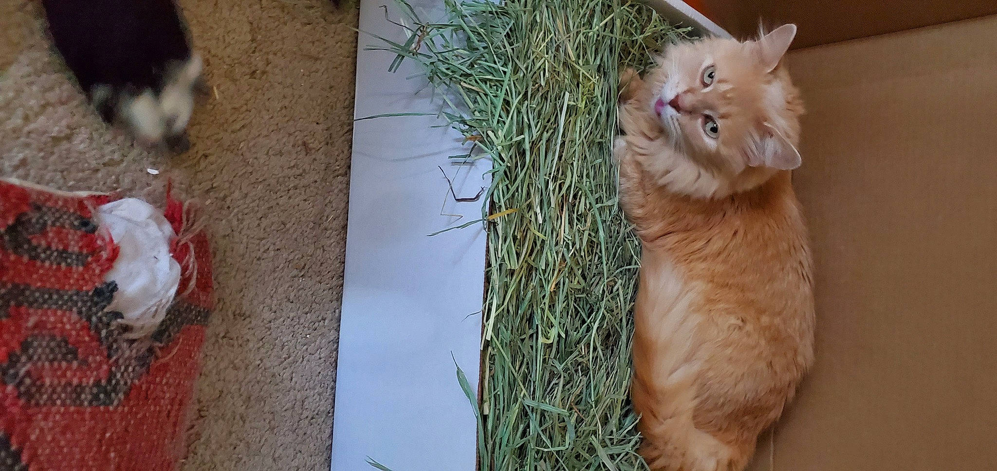 Fireball joined the competition — help win amazing prizes! carnivore, cat, domestic_long_haired_cat, domestic_short_haired_cat, european_shorthair, fawn, felidae, fur, german_rex, kitten, polydactyl_cat, small_to_medium_sized_cats, tabby_cat, tail, turkish_van, whiskers