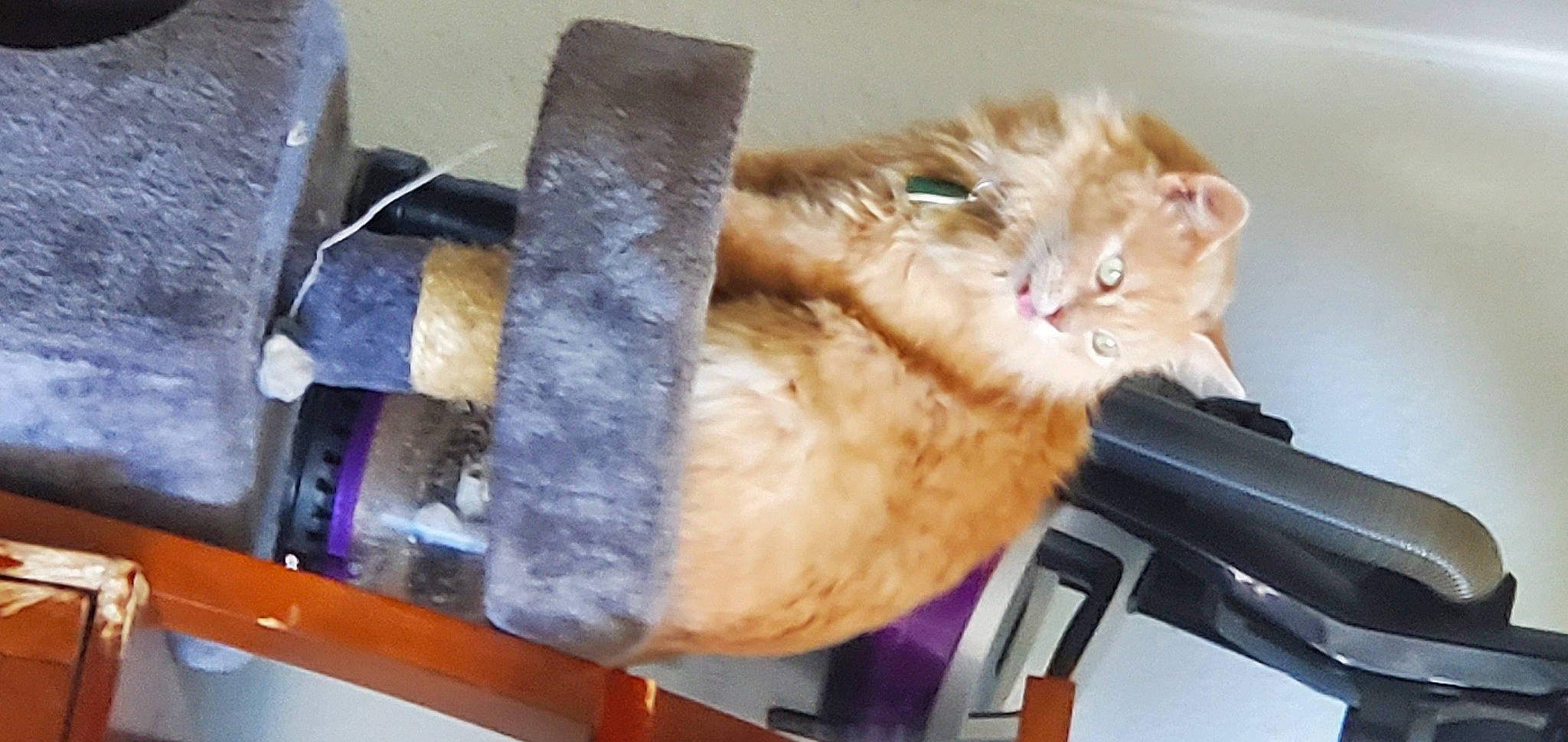 Fireball joined the competition — help win amazing prizes! carnivore, cat, domestic_long_haired_cat, domestic_short_haired_cat, fawn, felidae, small_to_medium_sized_cats, whiskers