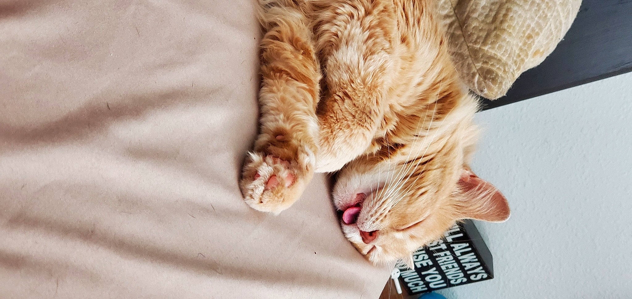 Fireball joined the competition — help win amazing prizes! aegean_cat, australian_mist, carnivore, cat, claw, domestic_short_haired_cat, dragon_li, european_shorthair, felidae, fur, kitten, leg, ocicat, paw, pixie_bob, polydactyl_cat, small_to_medium_sized_cats, snout, tabby_cat, whiskers