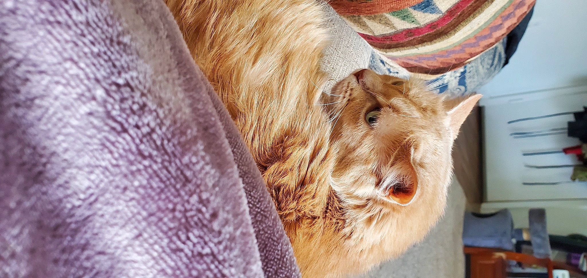 Fireball joined the competition — help win amazing prizes! canidae, carnivore, dog, dog_breed, ear, fawn, fur, liver, sporting_group, terrier