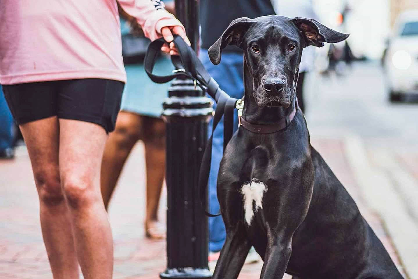 Jaeger joined the competition — help win amazing prizes! blue_lacy, canidae, carnivore, companion_dog, dog, dog_breed, fawn, galgo_espanol, great_dane, greyhound, guard_dog, italian_greyhound, mammal, mudhol_hound, non_sporting_group, rampur_greyhound, sighthound, snout, sporting_group, working_dog