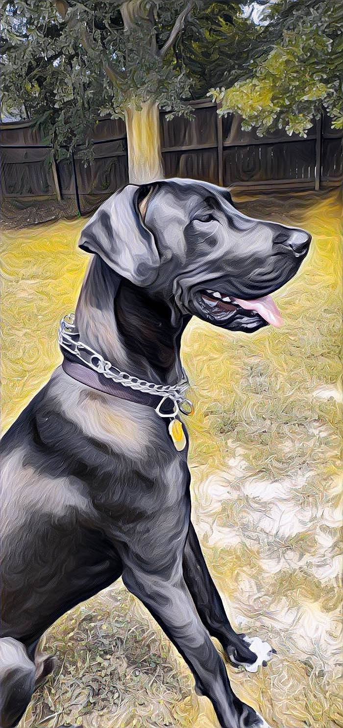 Jaeger joined the competition — help win amazing prizes! alano_espanol, ancient_dog_breeds, canidae, canis_panther, carnivore, companion_dog, dog, dog_breed, dog_collar, great_dane, guard_dog, hunting_dog, mammal, non_sporting_group, pointer, sporting_group, vertebrate, weimaraner, working_dog