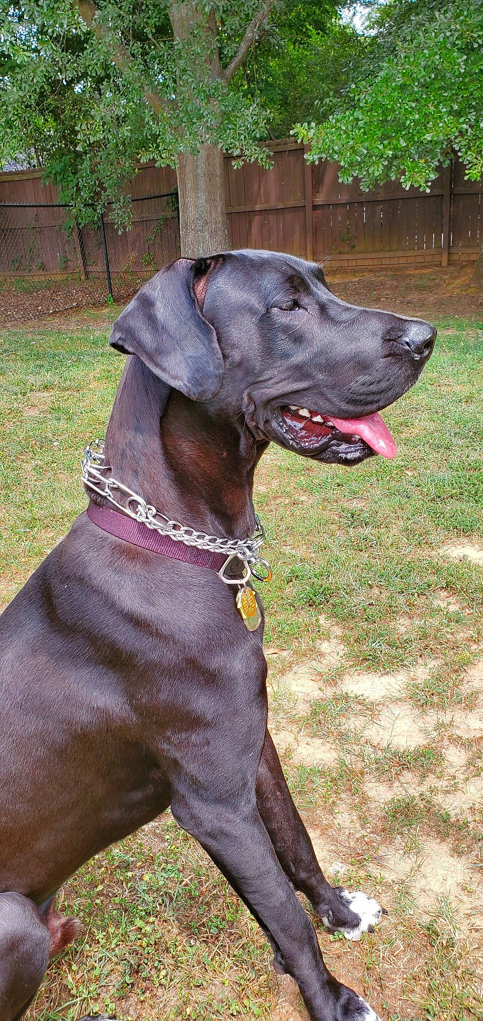 Jaeger joined the competition — help win amazing prizes! blue_lacy, canidae, canis_panther, carnivore, dog, dog_breed, dog_collar, fawn, great_dane, greyhound, guard_dog, hunting_dog, mammal, non_sporting_group, rare_breed_dog, sporting_group, vertebrate, weimaraner, working_dog