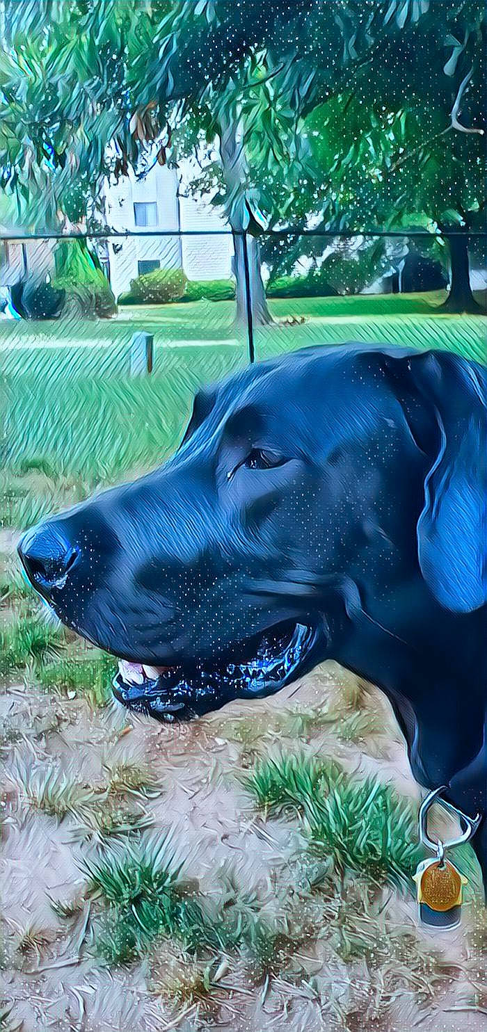 Jaeger joined the competition — help win amazing prizes! canidae, carnivore, dog, dog_breed, fawn, grass, great_dane, guard_dog, hunting_dog, labrador_retriever, mammal, pointer, pointing_breed, snout, sporting_group, vertebrate, weimaraner, working_dog