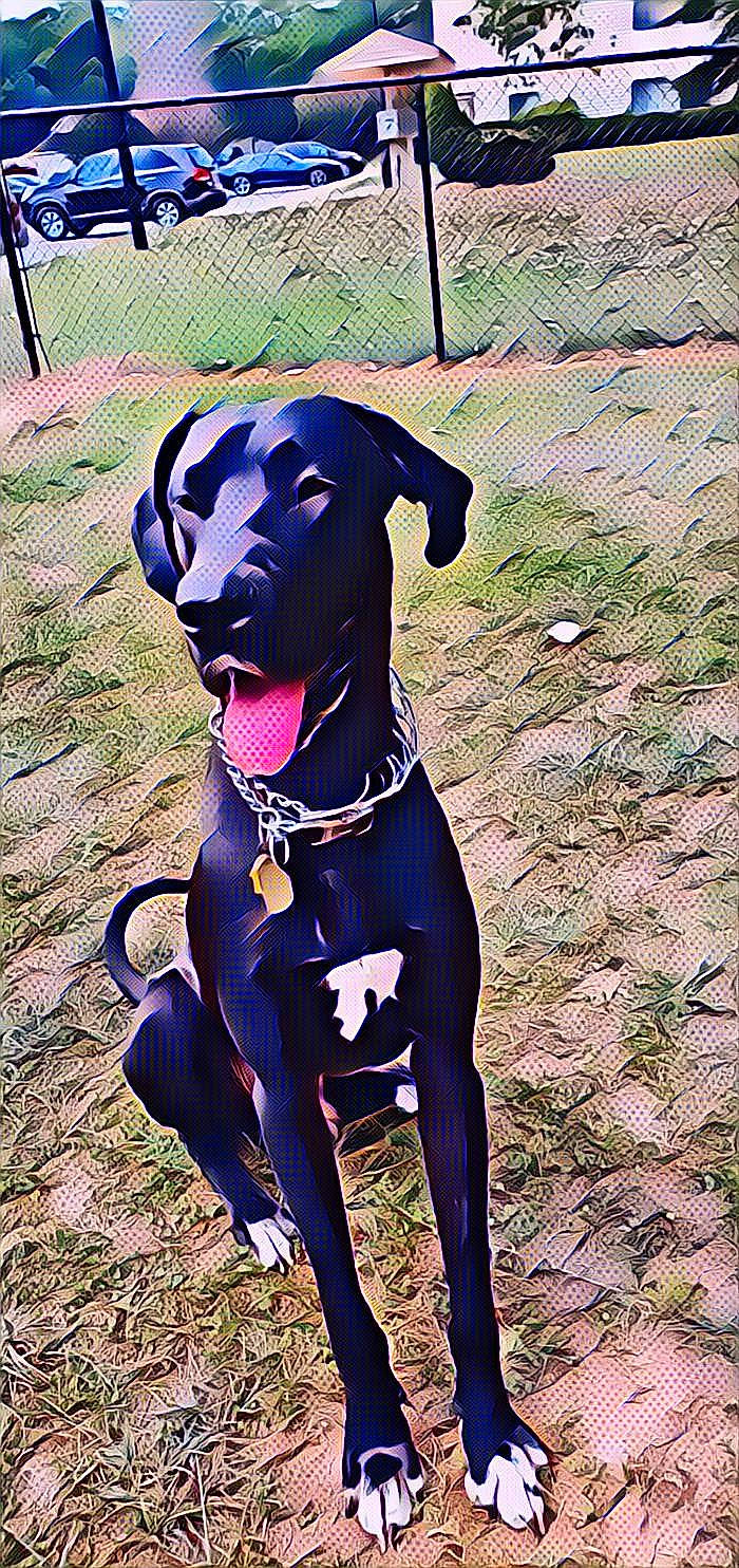 Jaeger is registered to the contest to win money with this photo: canidae, carnivore, dog, dog_breed, dog_collar, eurohound, great_dane, guard_dog, hunting_dog, italian_greyhound, leash, mammal, non_sporting_group, snout, sporting_group, vertebrate, working_dog