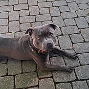 Teddy participe au concours pour gagner de l'argent avec cette photo : animal, brown_eyes, canine, cobblestone, collar, daylight, dog, fur, gray_dog, ground, laying_down, leaf, nature, outdoor, pavement, pet, quiet, relaxed, shadow, sunlight