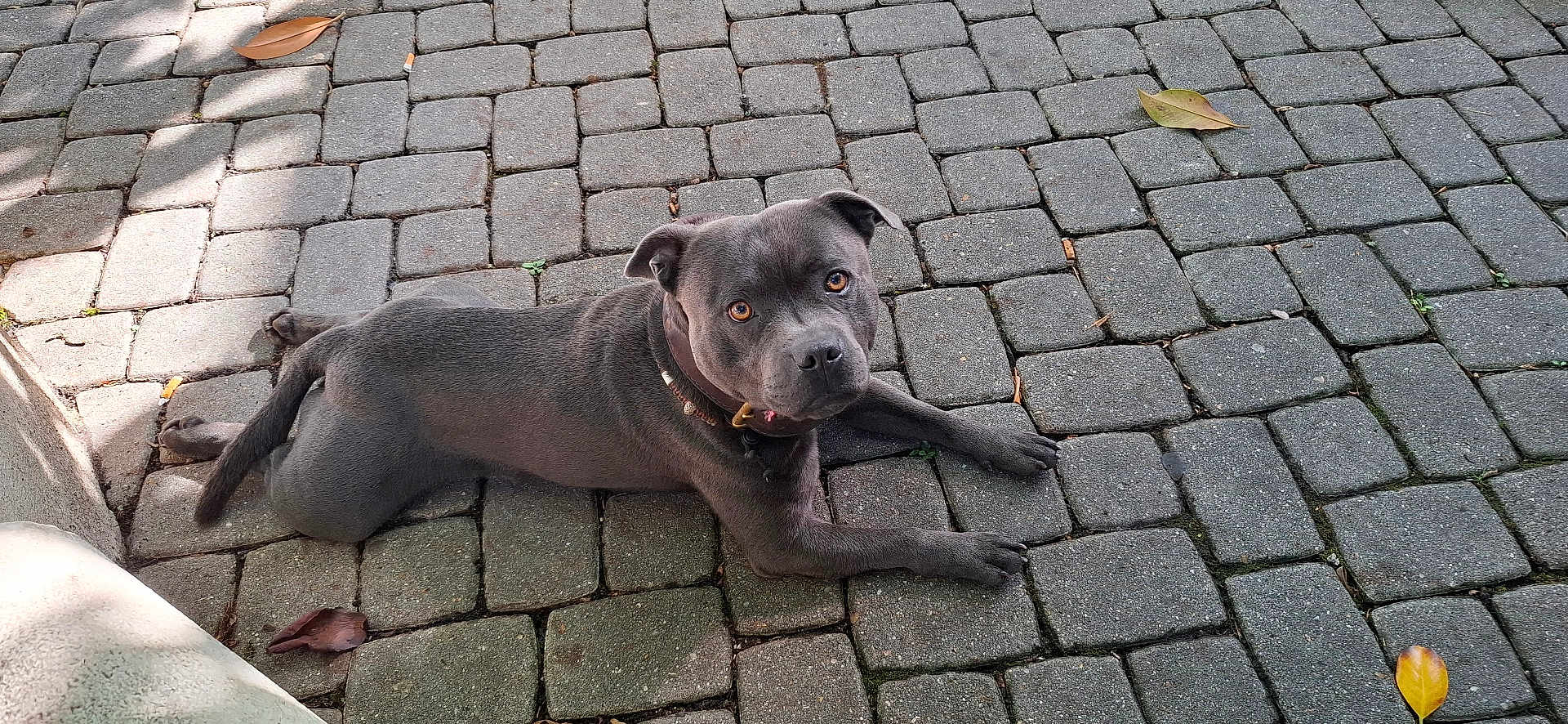 Teddy