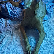 Coby joined the competition — help win amazing prizes! dog, brown_dog, lying_down, blanket, indoor, floor, carpet, relaxed, pet, animal, canine, paw, ears, snout, fur, quiet, home, resting, calm, cozy