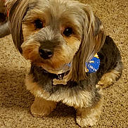 Chance is registered to the contest to win money with this photo: biewer_terrier, canidae, carnivore, cavachon, cavapoo, companion_dog, dog, dog_breed, maltepoo, mammal, morkie, poodle_crossbreed, puppy, small_terrier, snout, sporting_lucas_terrier, terrier, vertebrate, yorkipoo, yorkshire_terrier