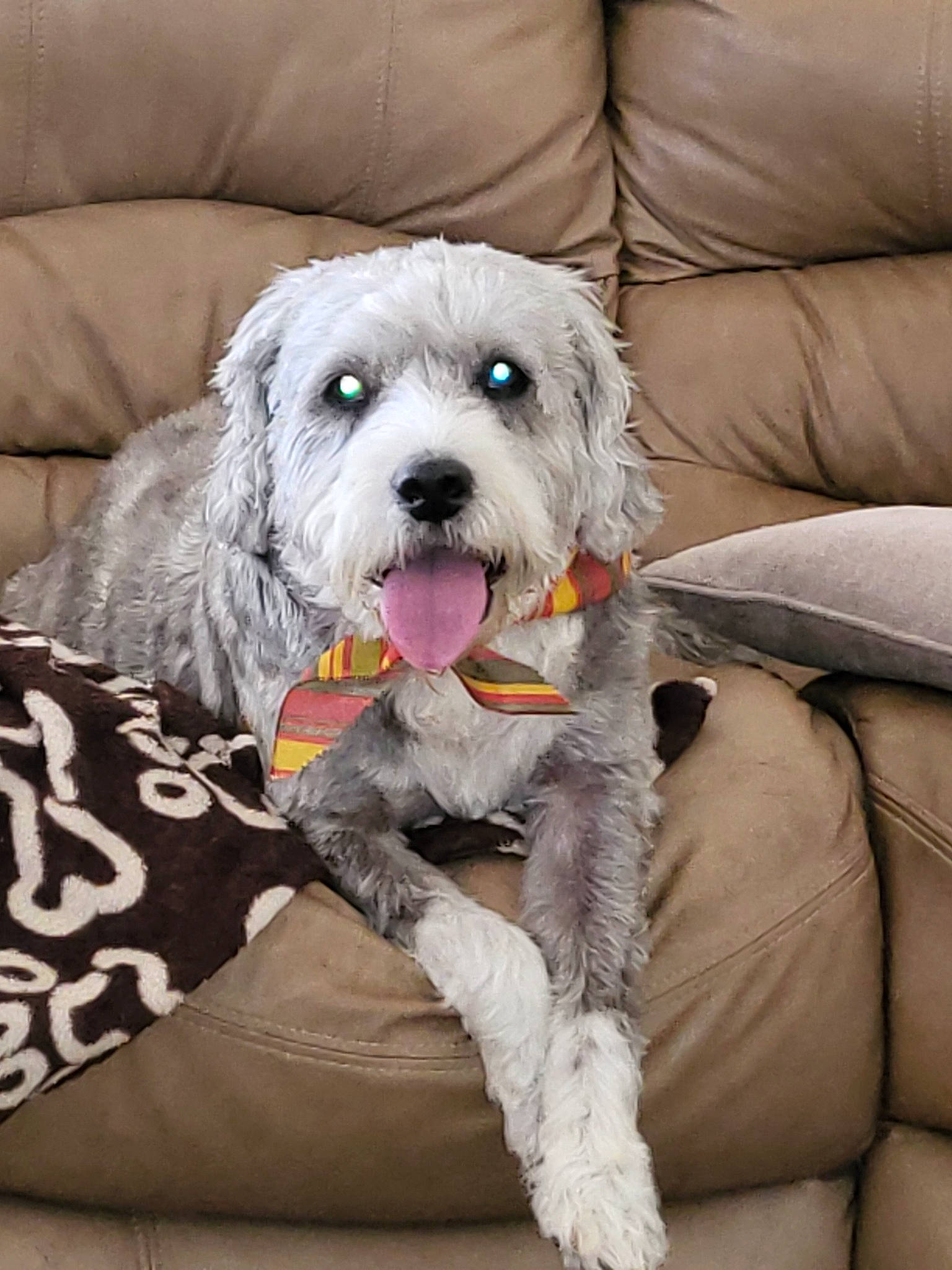 Buddy joined the competition — help win amazing prizes! carnivore, collar, comfort, companion_dog, couch, dog, dog_breed, dog_clothes, dog_collar, dog_supply, fur, labradoodle, puppy_love, small_terrier, snout, sporting_group, terrier, toy_dog, water_dog, working_animal