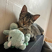 Lilou participe au concours pour gagner de l'argent avec cette photo : kitten, tabby, cat, pet, plush_toy, elephant_toy, indoor, furniture, curious, cute, animal, paws, toy, resting, closeup, young, soft_toy, relaxed, wall, black_surface