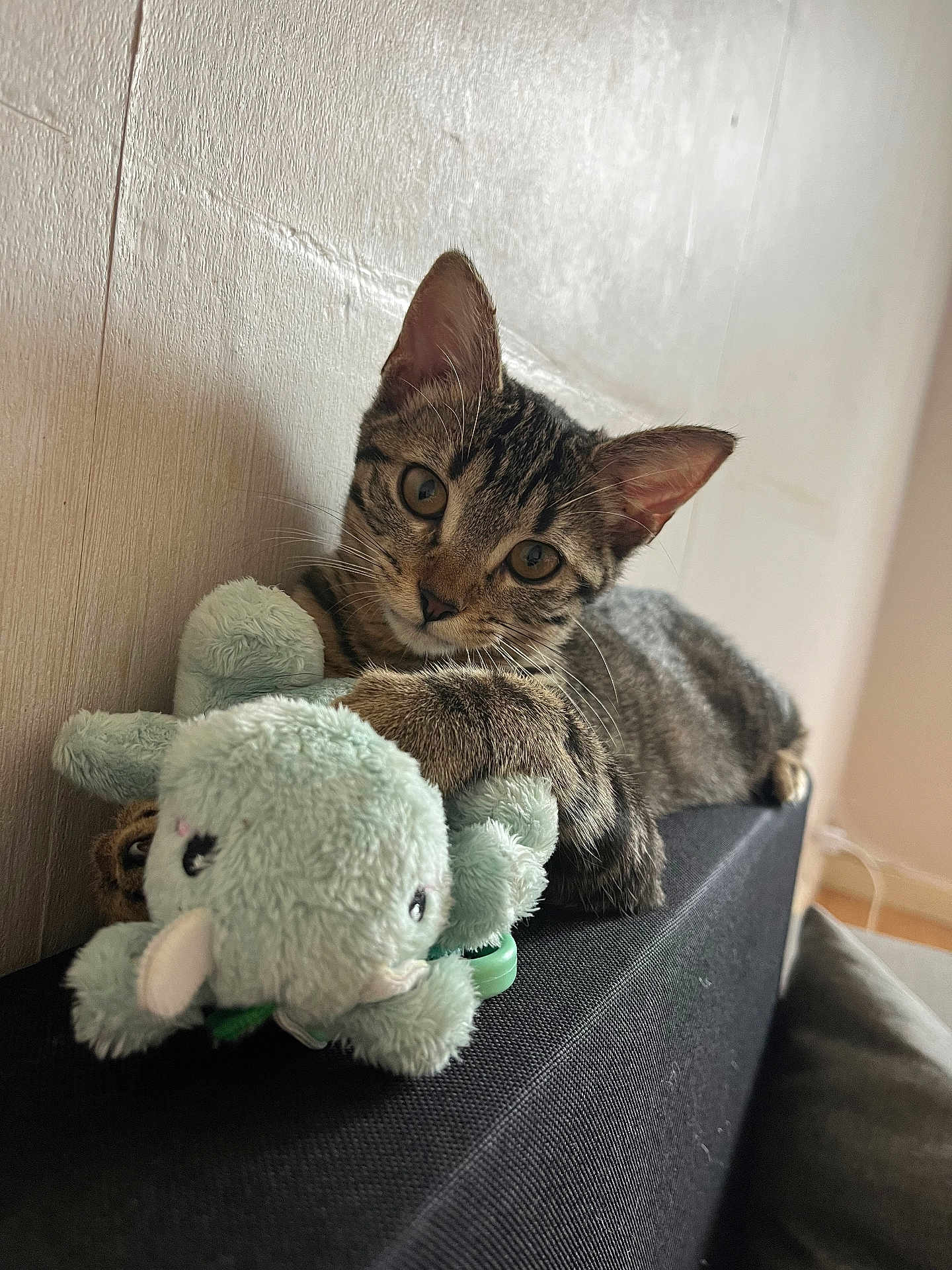 Lilou participe au concours pour gagner de l'argent avec cette photo : kitten, tabby, cat, pet, plush_toy, elephant_toy, indoor, furniture, curious, cute, animal, paws, toy, resting, closeup, young, soft_toy, relaxed, wall, black_surface