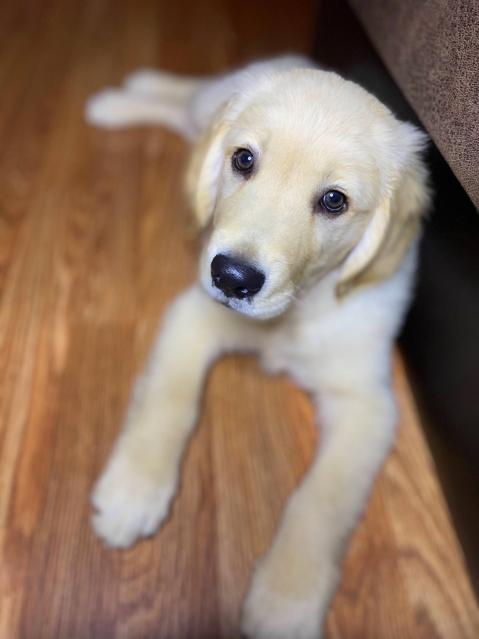 Royal joined the competition — help win amazing prizes! ball, canidae, carnivore, companion_dog, dog, dog_breed, ear, eye, fawn, floor, flooring, fur, hardwood, small_greek_domestic_dog, snout, sporting_group, tail, whiskers, wood, wood_stain