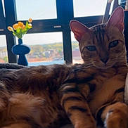 Saige joined the competition — help win amazing prizes! cat, tabby_cat, relaxed, indoor, window, vase, flowers, yellow_flowers, blue_vase, sunlight, feline, pet, animal, paw, fur, whiskers, resting, cozy, home, daylight