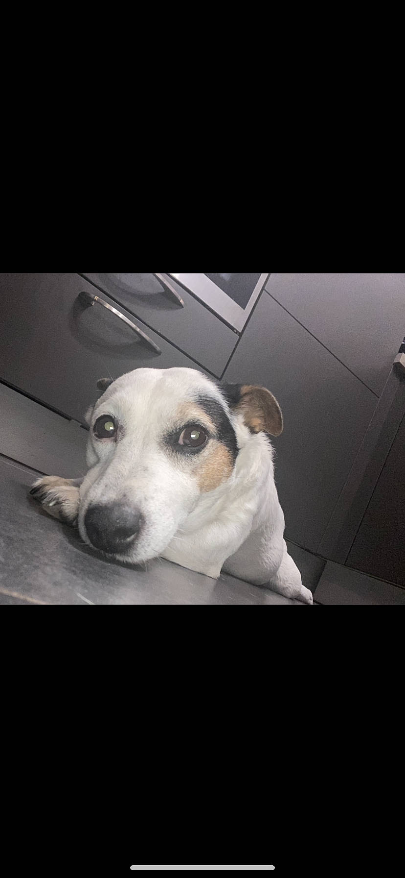 Speed participe au concours pour gagner de l'argent avec cette photo : canidae, carnivore, companion_dog, dog, dog_breed, snout, sporting_group, whiskers, working_animal, working_dog