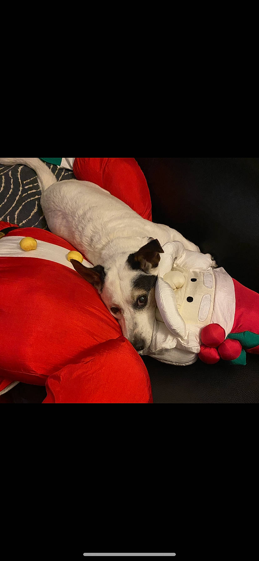 Speed participe au concours pour gagner de l'argent avec cette photo : canidae, carmine, carnivore, collar, companion_dog, dog, dog_bed, dog_breed, dog_clothes, dog_collar, dog_supply, non_sporting_group, pet_supply, snout, sporting_group, stuffed_toy, toy_dog, working_animal, working_dog