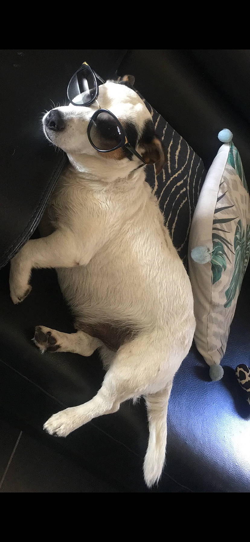 Speed participe au concours pour gagner de l'argent avec cette photo : canidae, carnivore, claw, collar, companion_dog, dog, dog_breed, fawn, foot, non_sporting_group, paw, puppy, snout, tail, terrestrial_animal, toy_dog, whiskers, working_animal