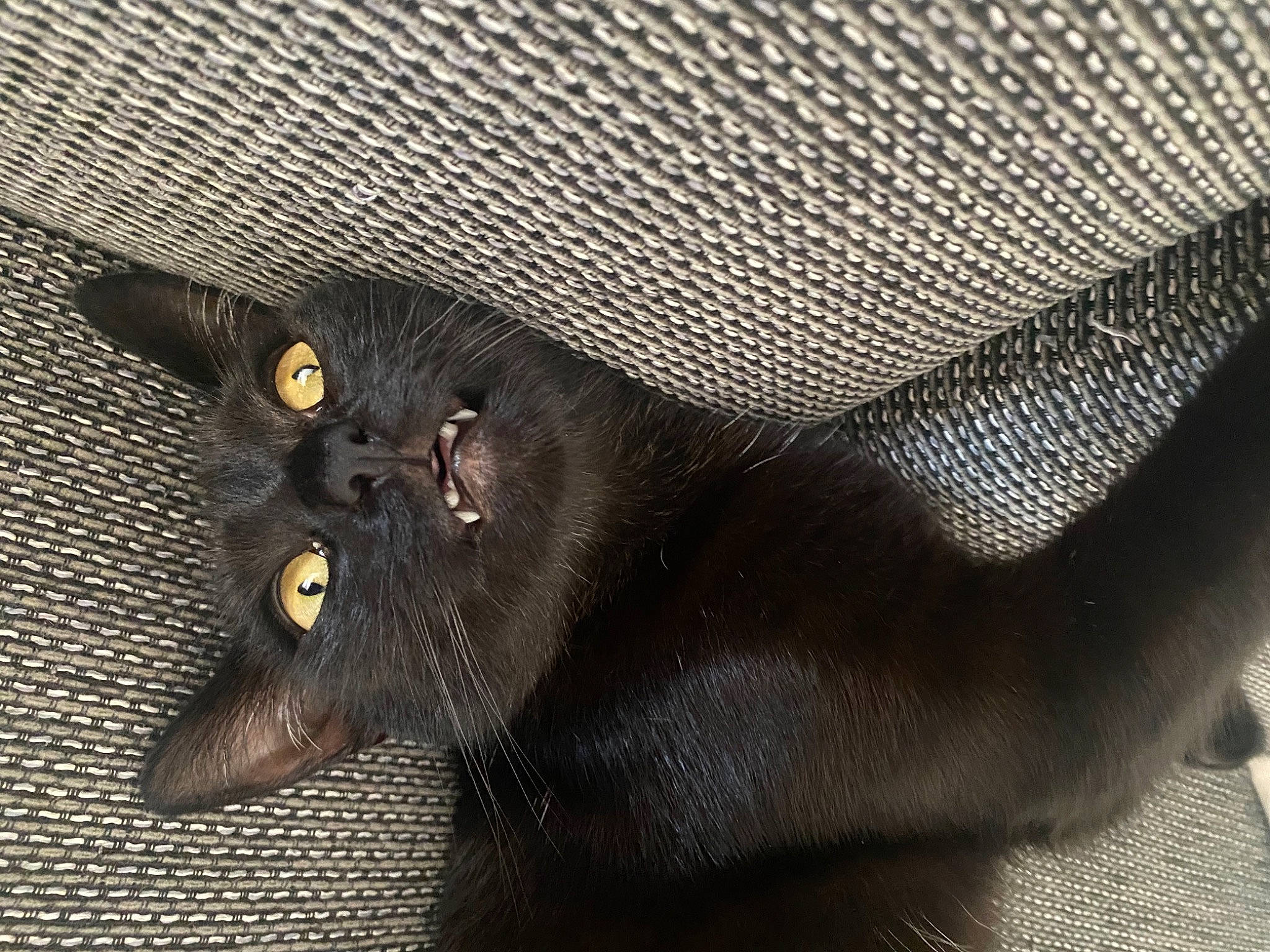 Soho participe au concours pour gagner de l'argent avec cette photo : black_cat, carnivore, cat, domestic_short_haired_cat, fashion_accessory, felidae, fur, grey, leather, pattern, small_to_medium_sized_cats, snout, whiskers