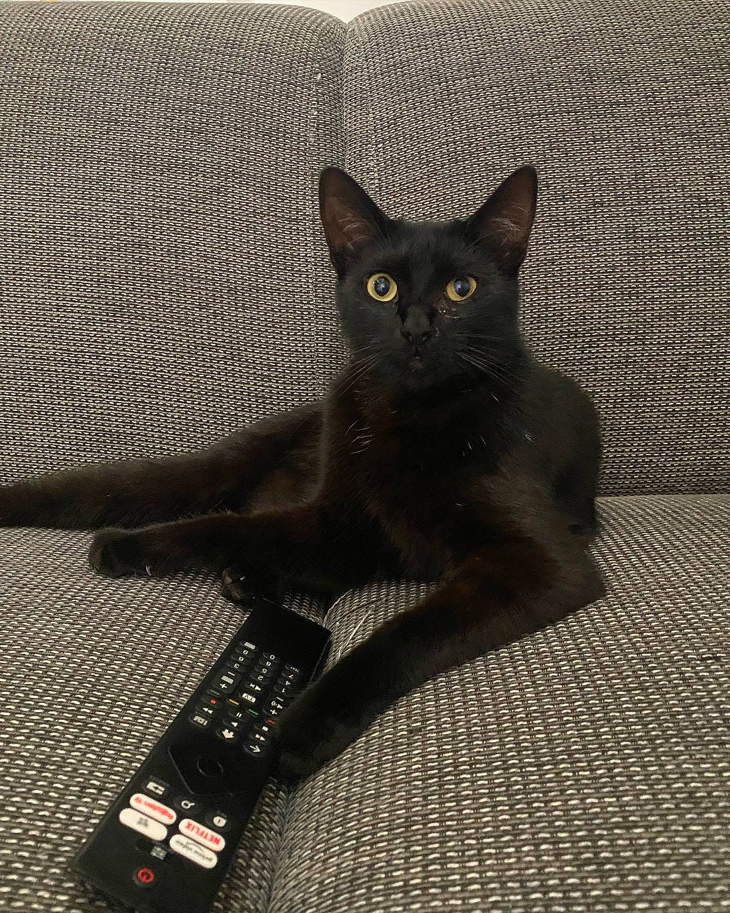 Soho participe au concours pour gagner de l'argent avec cette photo : black_cat, bombay, carnivore, cat, claw, comfort, couch, domestic_short_haired_cat, felidae, flooring, fur, grey, havana_brown, paw, shadow, small_to_medium_sized_cats, snout, tail, terrestrial_animal, whiskers